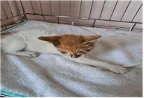 (사)유기동물및동물보호관리협회_426339202300195